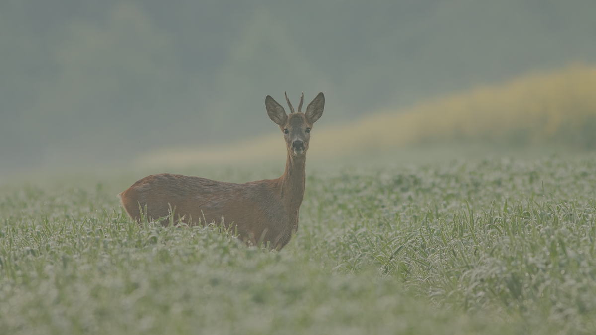 Deer standing in a misty field at dawn